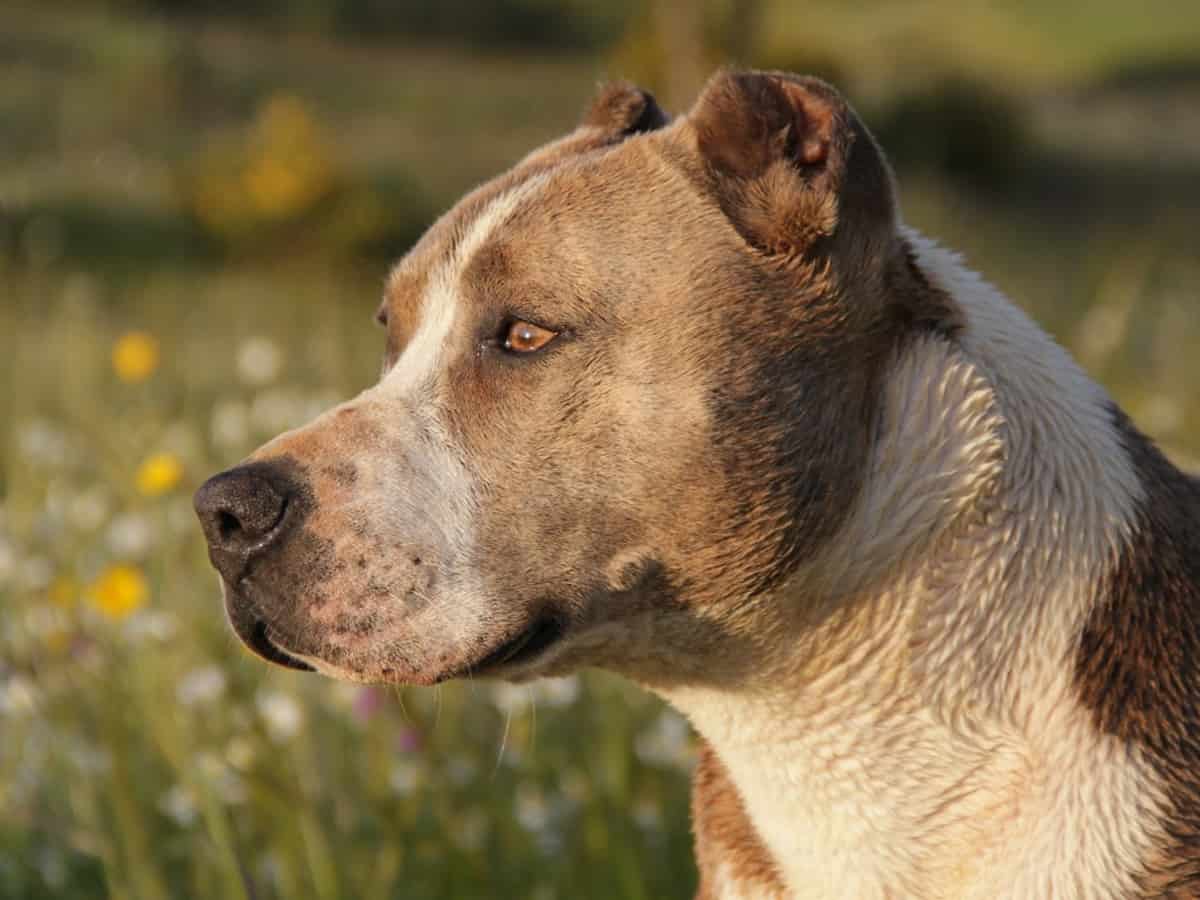 Gurugram: Woman's condition critical after Pitbull attack