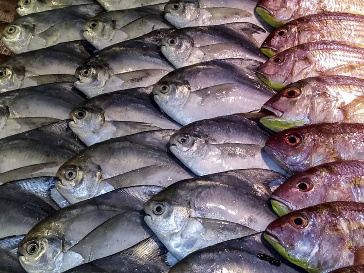 India's seafood exports rise 15pc to USD 1.99 billion in June quarter: Official