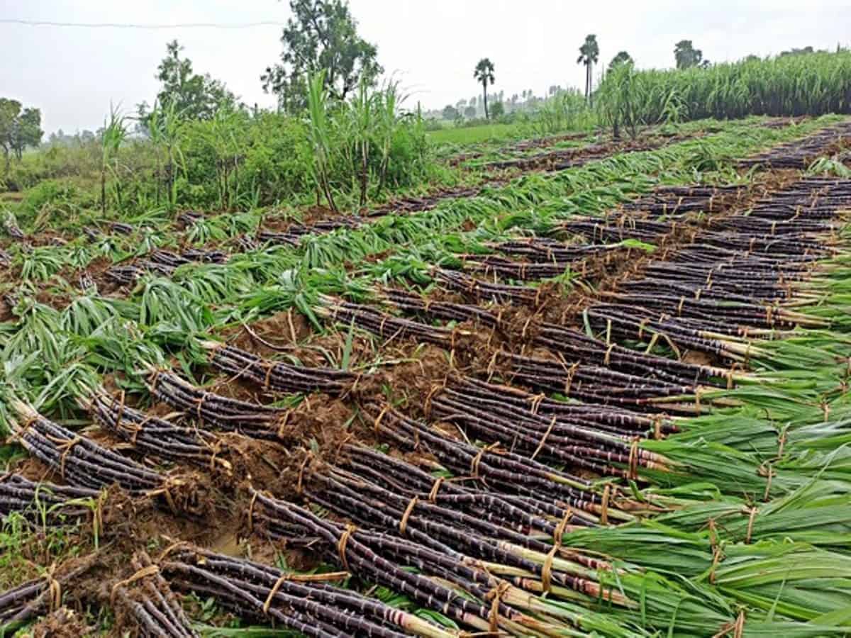 sugarcane