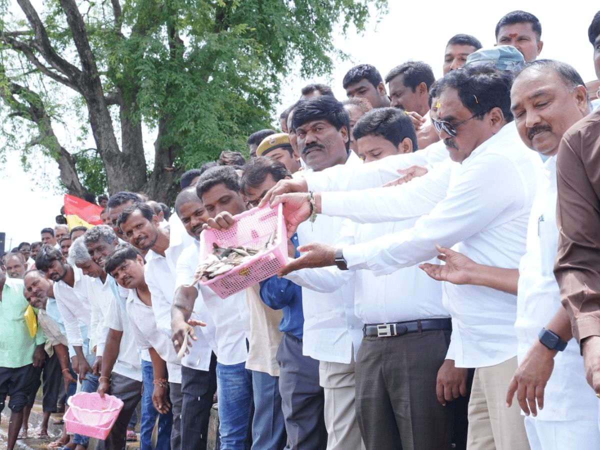 6.32L fish seedlings were introduced into the Madannapet pond