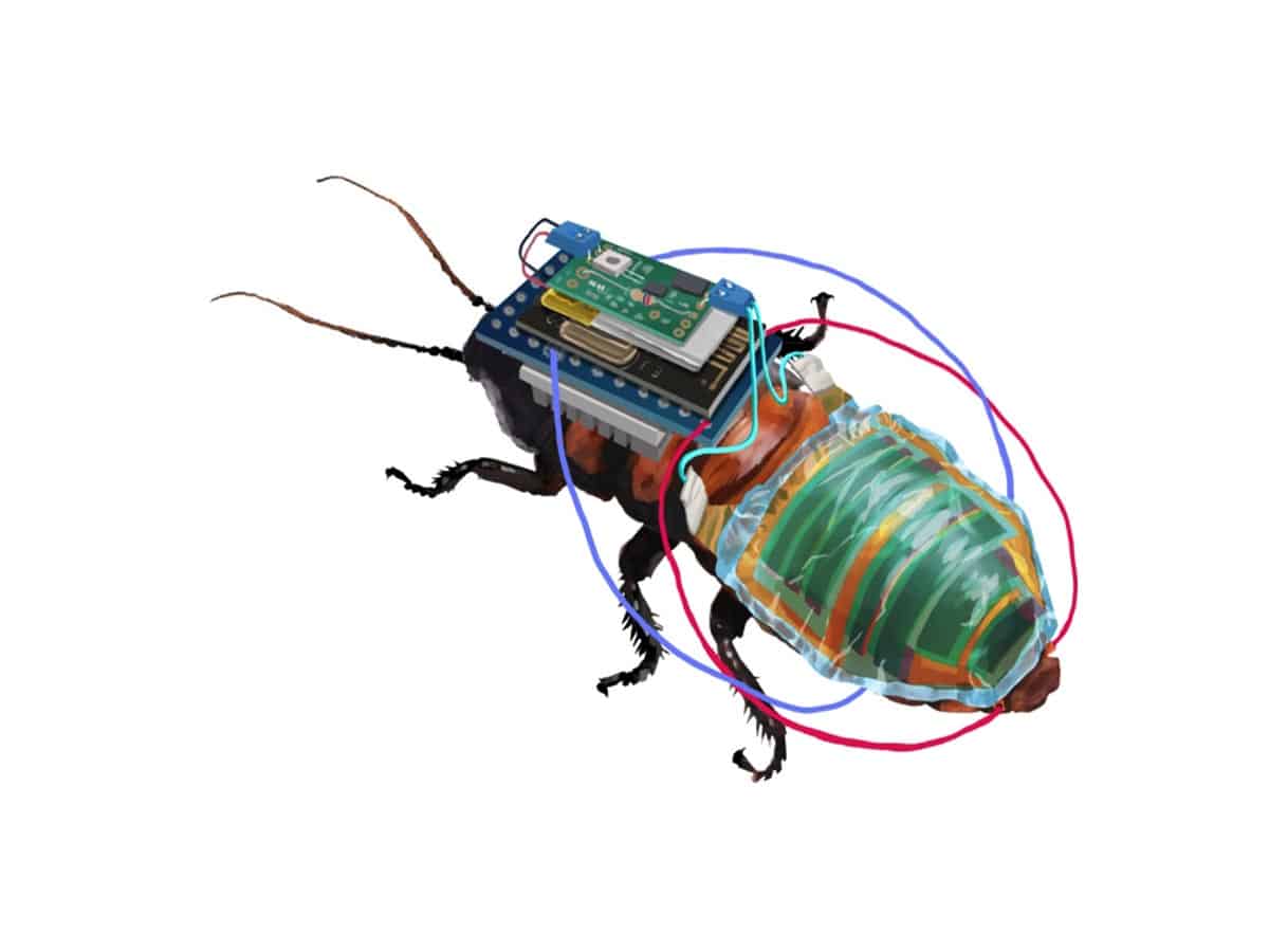 Cyborg cockroaches to soon help inspect hazardous areas near you