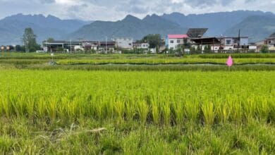 FAO chief warns conflicts, climate likely to fuel more food crises