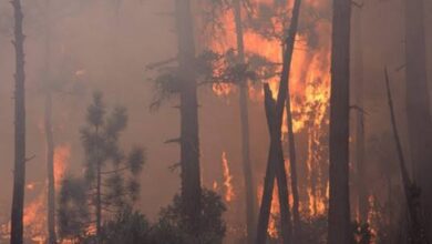 Debate on siren's role in deadly Hawaii wildfires forces official to resign