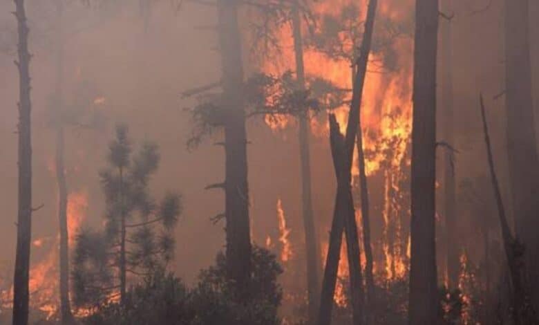 Debate on siren's role in deadly Hawaii wildfires forces official to resign