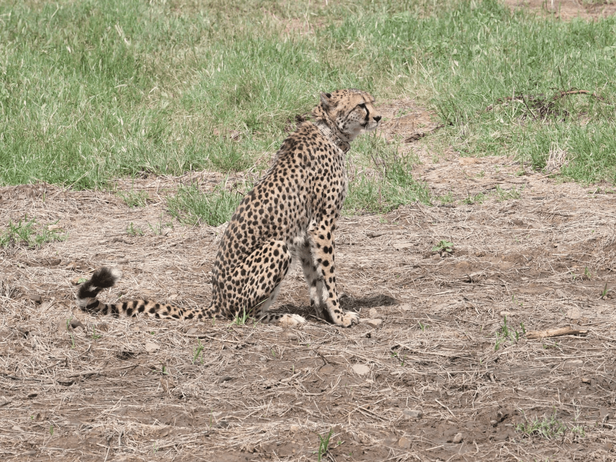 India inks pact with S Africa to bring cheetahs; 12 to arrive in February