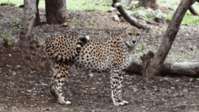 12 cheetahs from South Africa find new home in MP's Kuno National Park