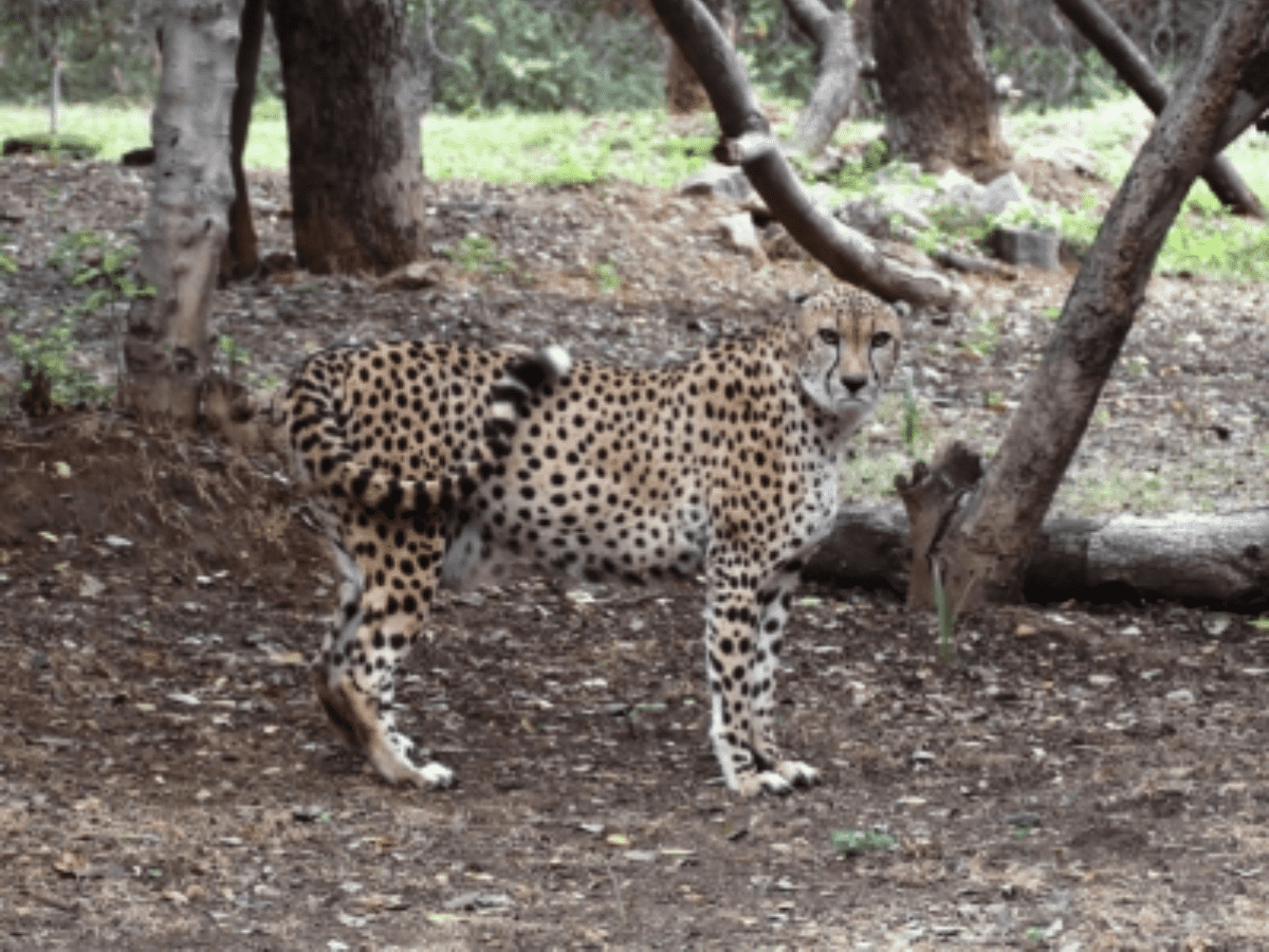 12 cheetahs from South Africa find new home in MP's Kuno National Park