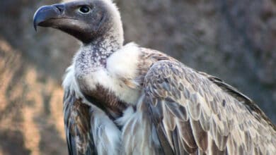 How a decline in vulture numbers led to a shift in centuries-old Parsi custom of treating the dead