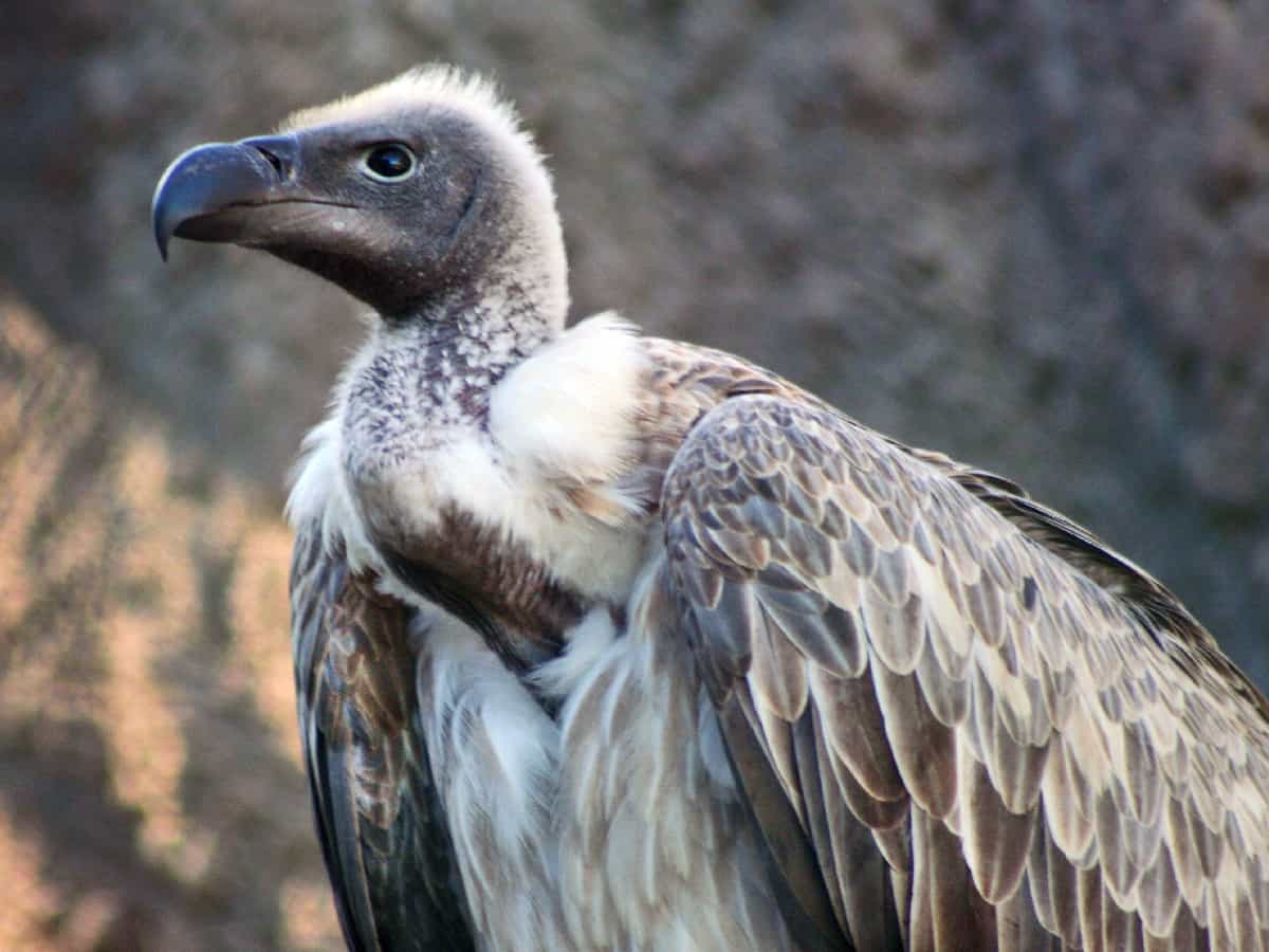 How a decline in vulture numbers led to a shift in centuries-old Parsi custom of treating the dead