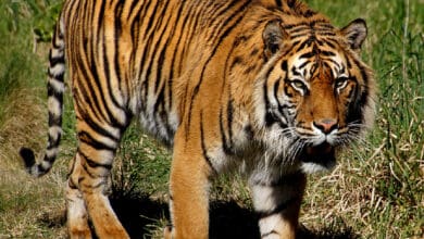 MP: Courageous woman fights off tiger, saves toddler son from its jaws