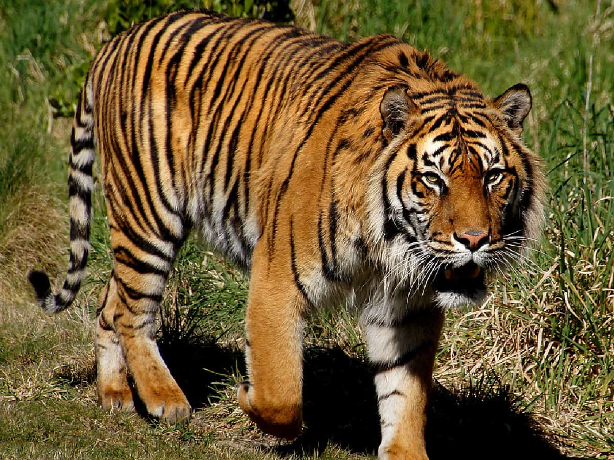 MP: Courageous woman fights off tiger, saves toddler son from its jaws