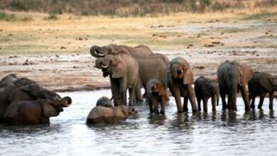 Zimbabwe relocates 100 elephants due to drought