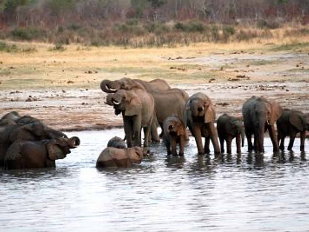 Zimbabwe relocates 100 elephants due to drought