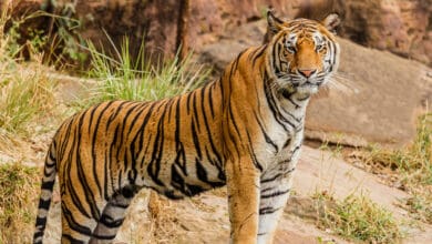 Man-eater tiger dodges hunter, flees with goat bait