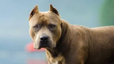 Panchkula municipal body bans pitbull, rottweiler dog breeds as pets