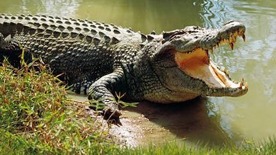 Family wakes up to find crocodile in their home in UP village