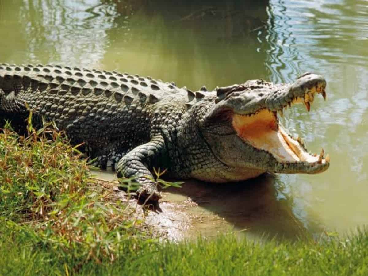Family wakes up to find crocodile in their home in UP village