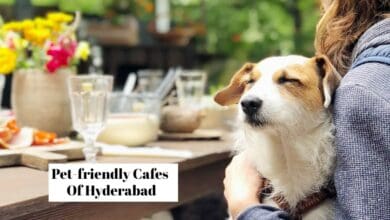 6 Handpicked Pet friendly cafes in Hyderabad