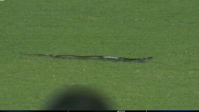 IND v SA: Snake on field, floodlight failure cause stoppages in second T20I at Guwahati