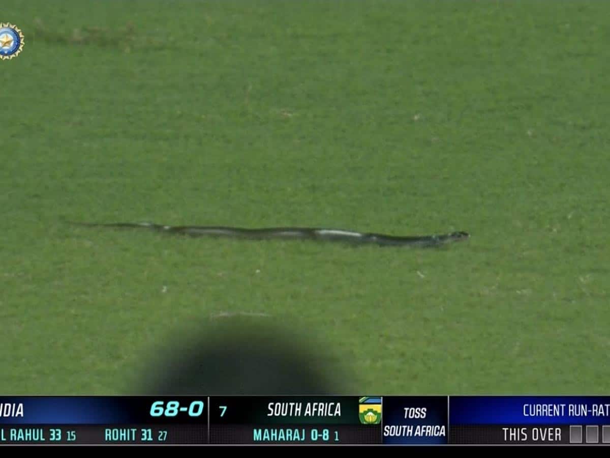 IND v SA: Snake on field, floodlight failure cause stoppages in second T20I at Guwahati