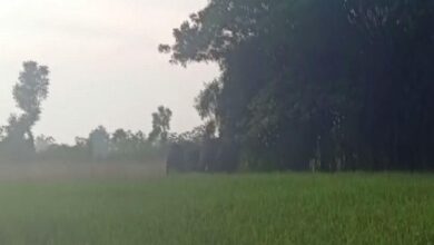Andhra Pradesh: Elephants create ruckus, destroy crop fields in Parvathipuram Manyam
