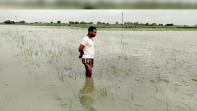 UP farmers want reassessment of crop loss due to rain