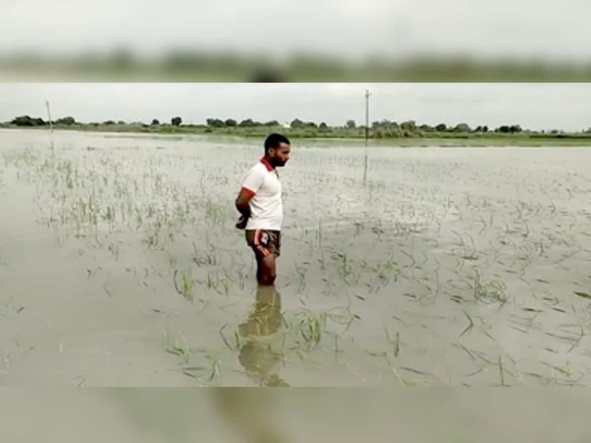 UP farmers want reassessment of crop loss due to rain