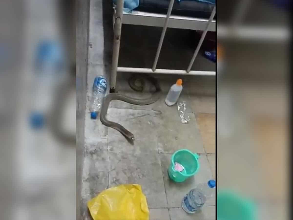Telangana: Snake found in MGM Hospital in Warangal
