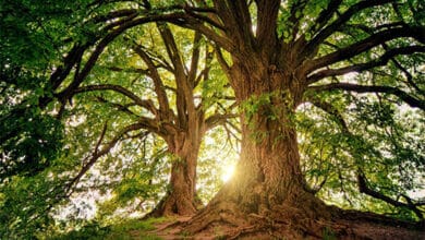 Climate change causing trees to become gluttons