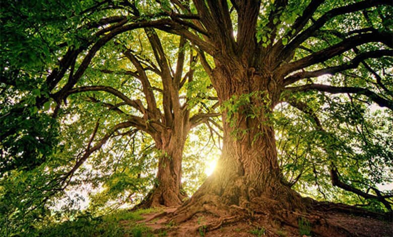 Climate change causing trees to become gluttons