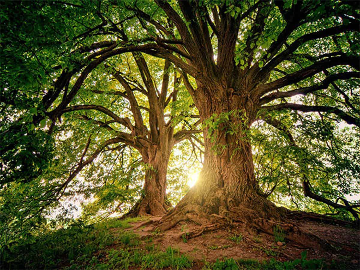 Climate change causing trees to become gluttons