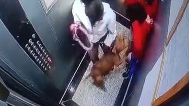 Noida: Dog attacks children in lift, video surfaces