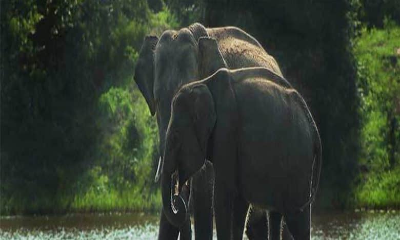 Sri Lanka to conduct elephant census in 2023