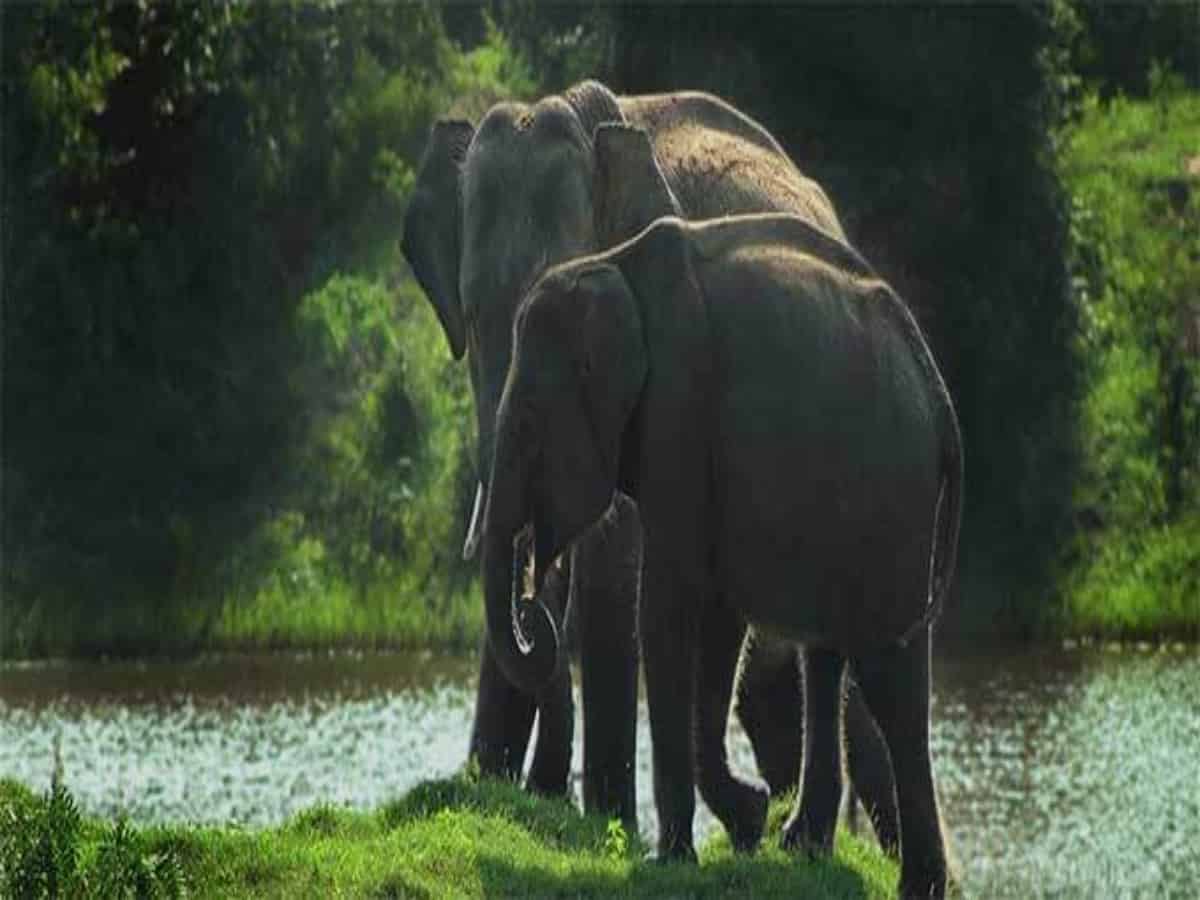 Sri Lanka to conduct elephant census in 2023