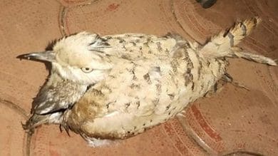 Migratory bird from UAE rescued in coastal Maharashtra