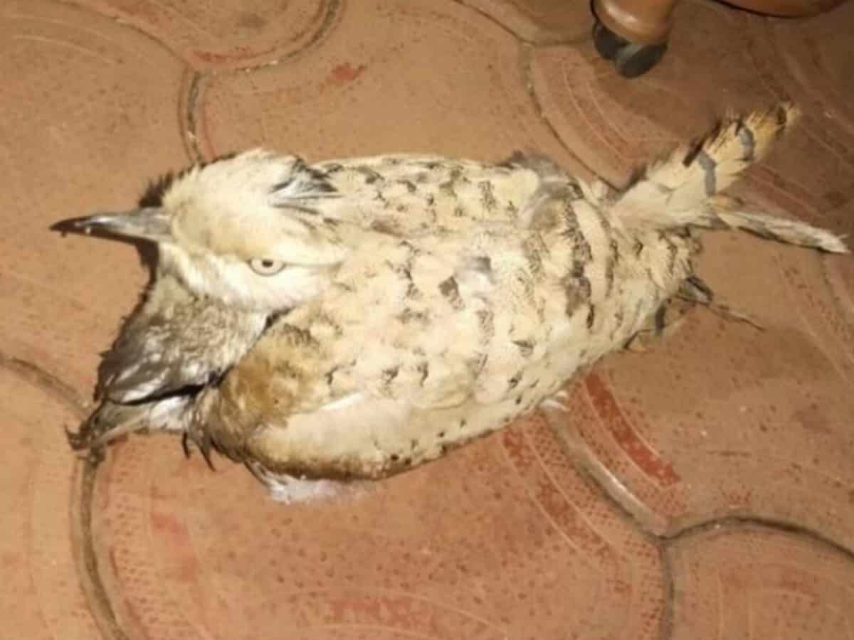 Migratory bird from UAE rescued in coastal Maharashtra