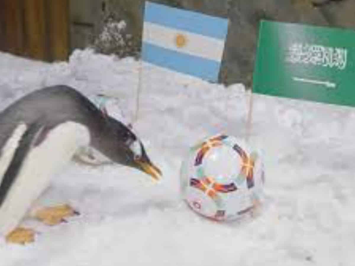 World Cup 2022 in Qatar: Dubai penguin Toby who could successfully predicts winners