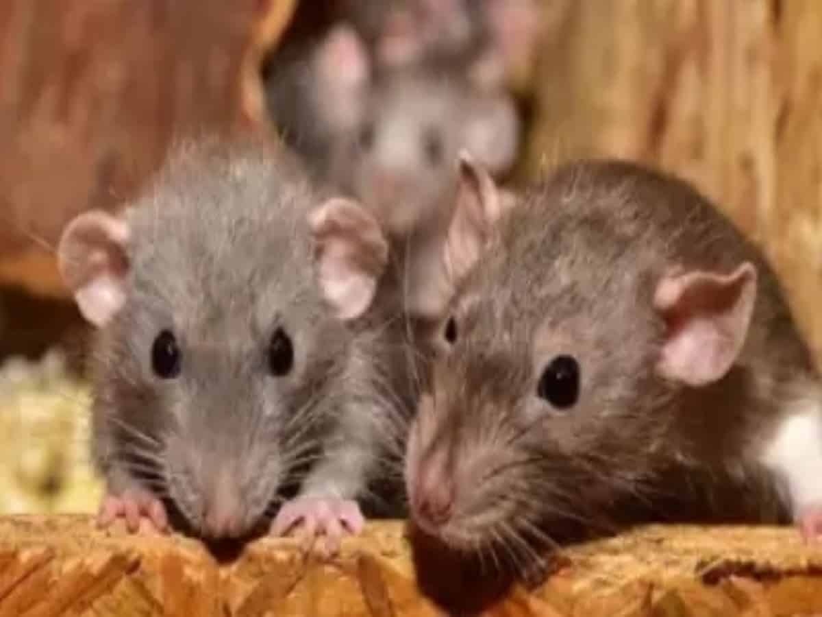 Telangana: 2 doctors suspended after rats bite patient at govt hospital