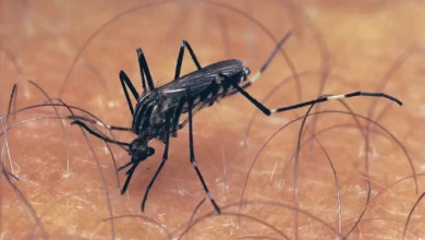 Telangana reports 447 chikungunya cases amid US travel advisory