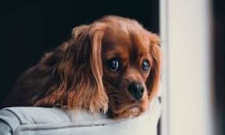 Hyderabad man killing 2 puppies, films his act, arrested