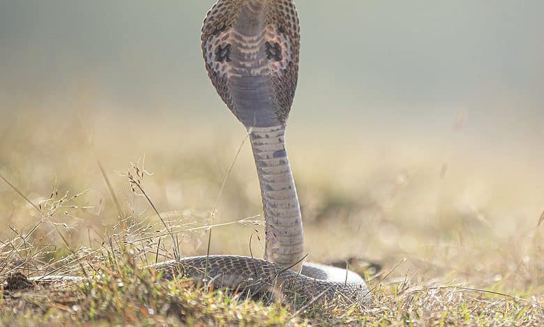 Bihar: Man wearing king cobra around his neck, dies of snake bite