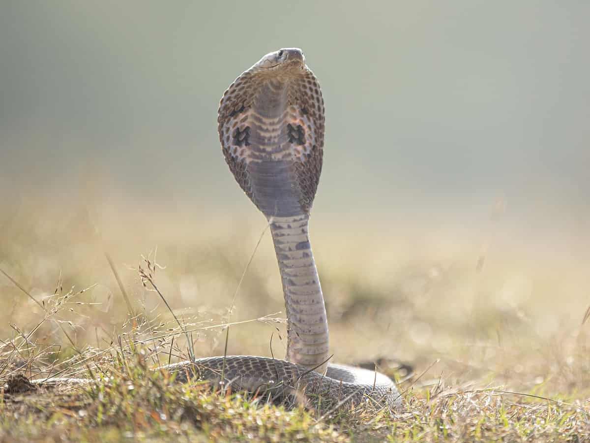 Bihar: Man wearing king cobra around his neck, dies of snake bite