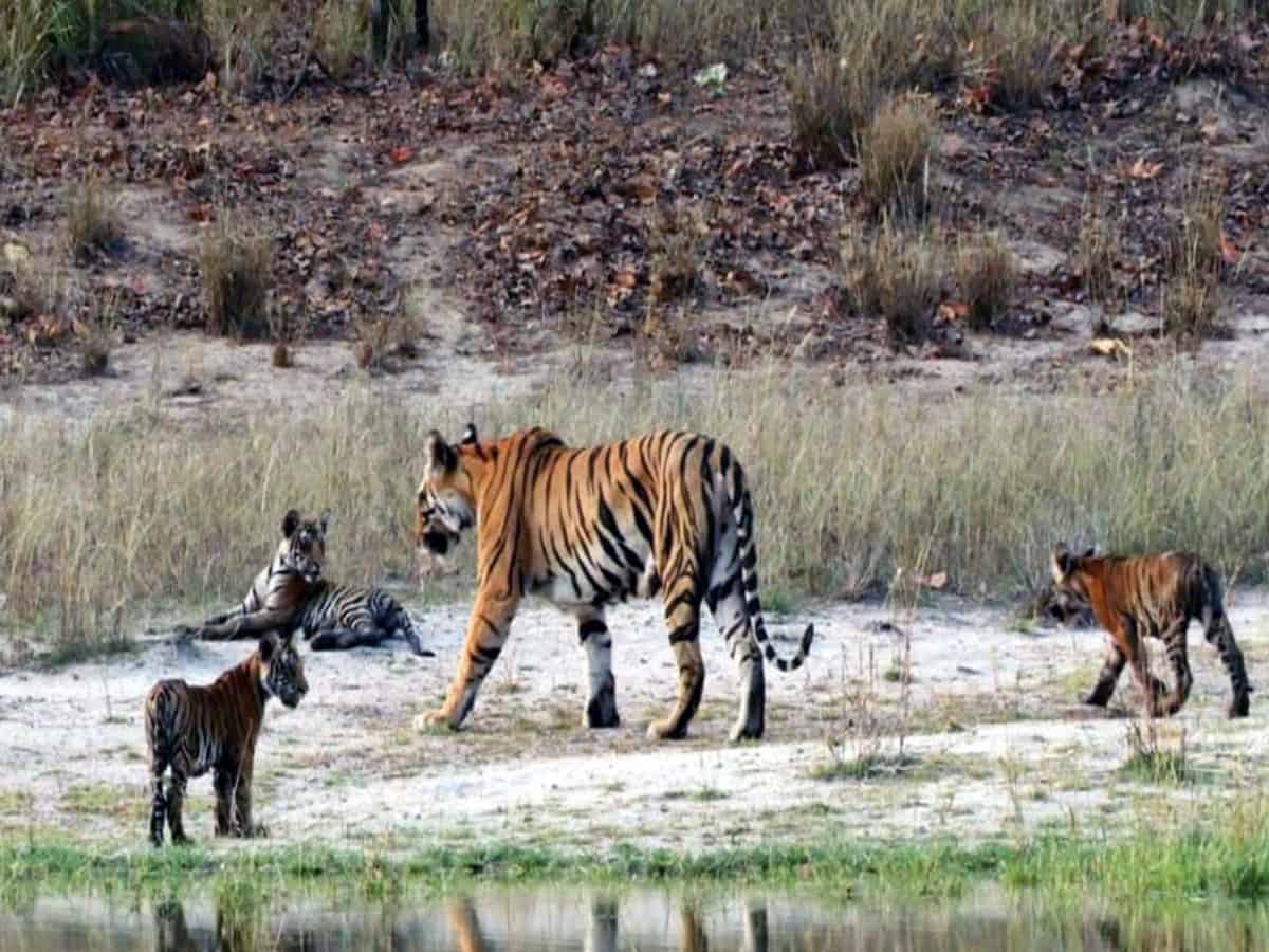 Telangana: Tigeress with 3 cubs spotted in Adilabad