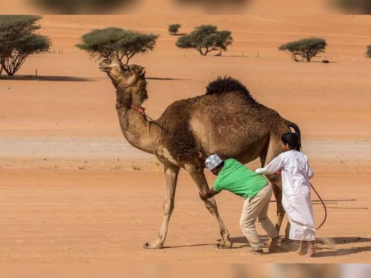 Health experts warns of Camel flu symptoms at World Cup in Qatar
