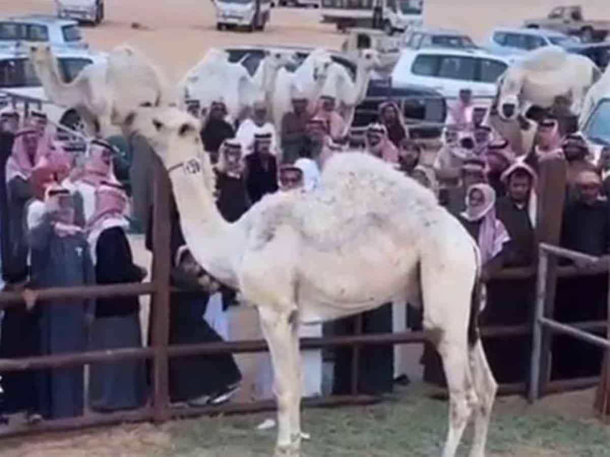 Video: Camel sold for SR3.5 million in Saudi Arabia