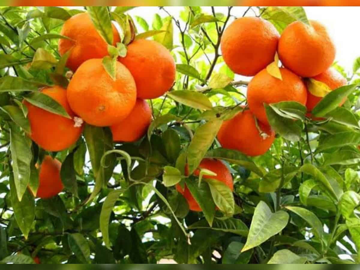 Khasi Mandarin oranges from Meghalaya exported to UAE
