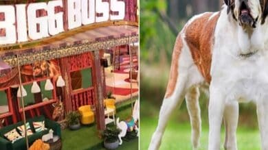 Doghouse! 'Bigg Boss 16' house to have a new member - a St Bernard