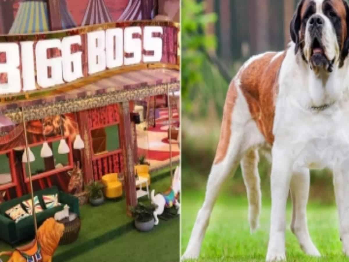 Doghouse! 'Bigg Boss 16' house to have a new member - a St Bernard