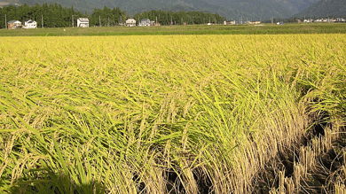 TN procures 1.5 L tonne paddy more than previous year