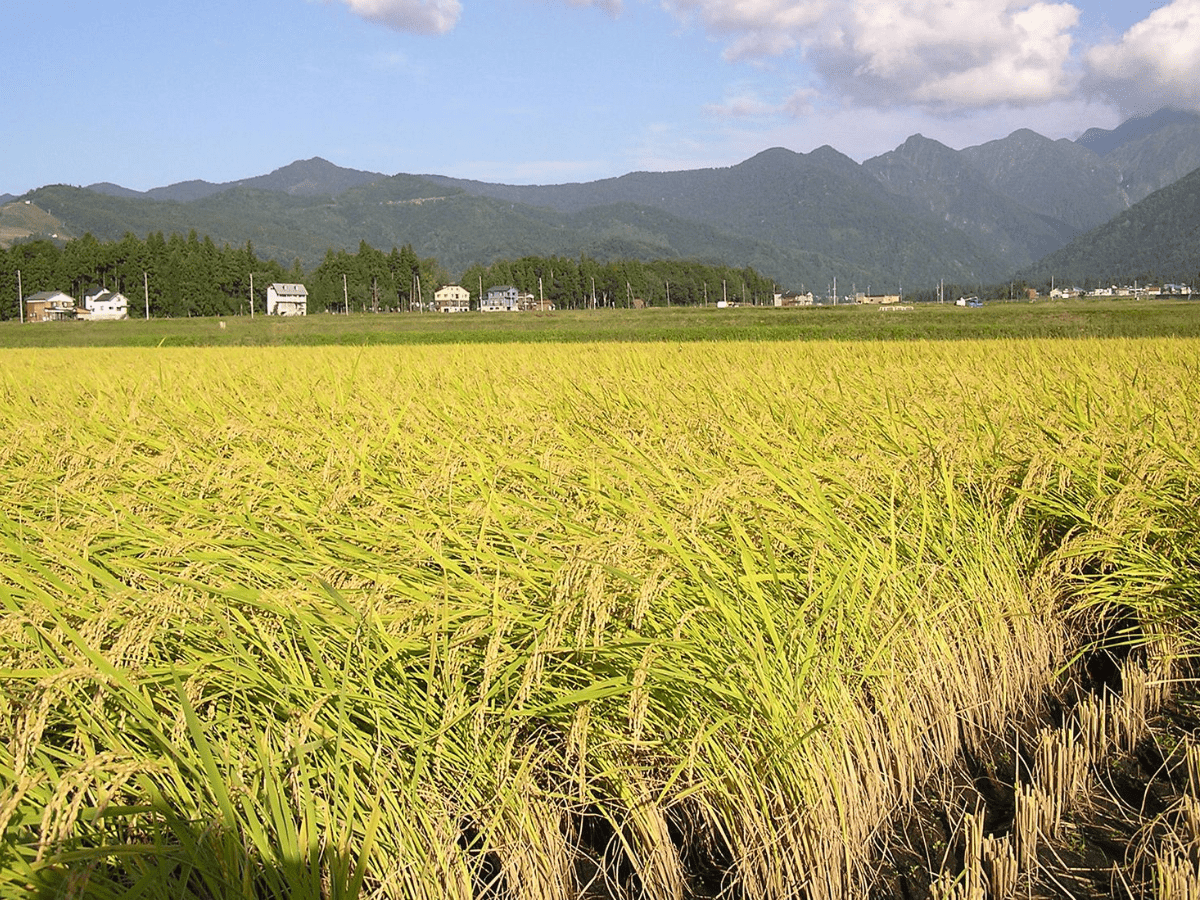 TN procures 1.5 L tonne paddy more than previous year